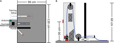 A Novel Weight Lifting Task for Investigating Effort and Persistence in Rats